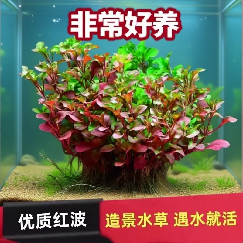 红波水草红色后景水草植物龟鱼缸造景无需二氧化碳懒人沉底淡水草