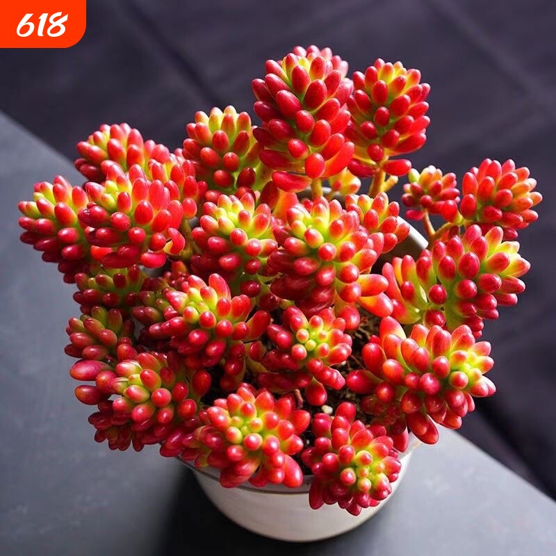 虹之玉锦多肉植物转运珠室内花卉盆栽净化空气红色肉肉新手好养活