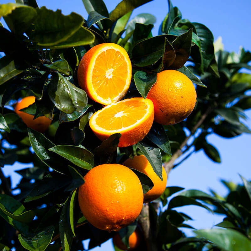 当季新鲜水果纽荷尔脐橙子味甜大果新鲜采摘包邮酸甜可口,水产肉类/新鲜蔬果/熟食,橙,淘宝优惠券,粉丝福利购,淘宝优惠卷