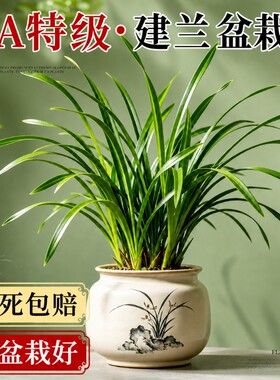 特级建兰盆栽名贵办公室客厅浓香绿植建室内四季好养绿植花卉盆栽