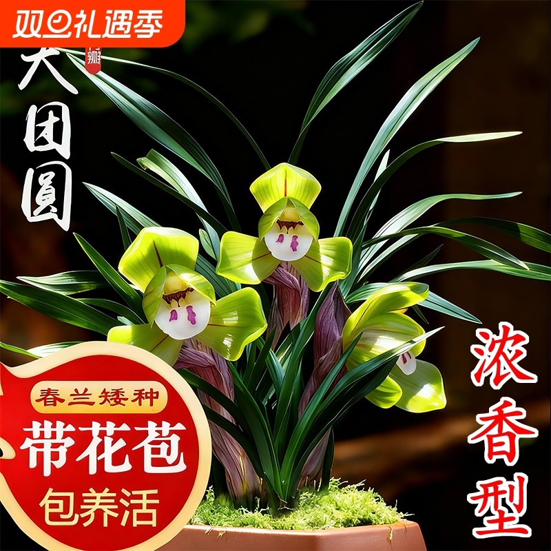 春兰带花苞浓香型名贵兰花苗矮种好养室内花卉绿植盆栽大富贵客厅