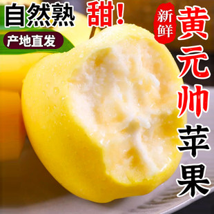 正宗山东黄元帅新鲜采摘水果粉面黄苹果黄金帅当季鲜果整箱