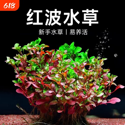 红波活体懒人沉底水草好养鱼缸造景淡水草新手中后景增氧净化水质