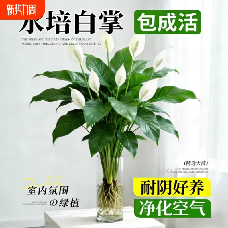 白掌一帆风顺盆栽办公室内花卉绿植客厅招财旺宅水培植物四季好养