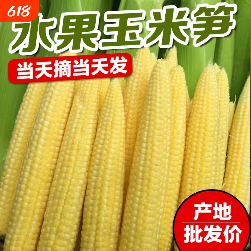 玉米笋新鲜带皮串串专用麻辣烫火锅脆嫩迷你玉米芯甜玉米时令现摘