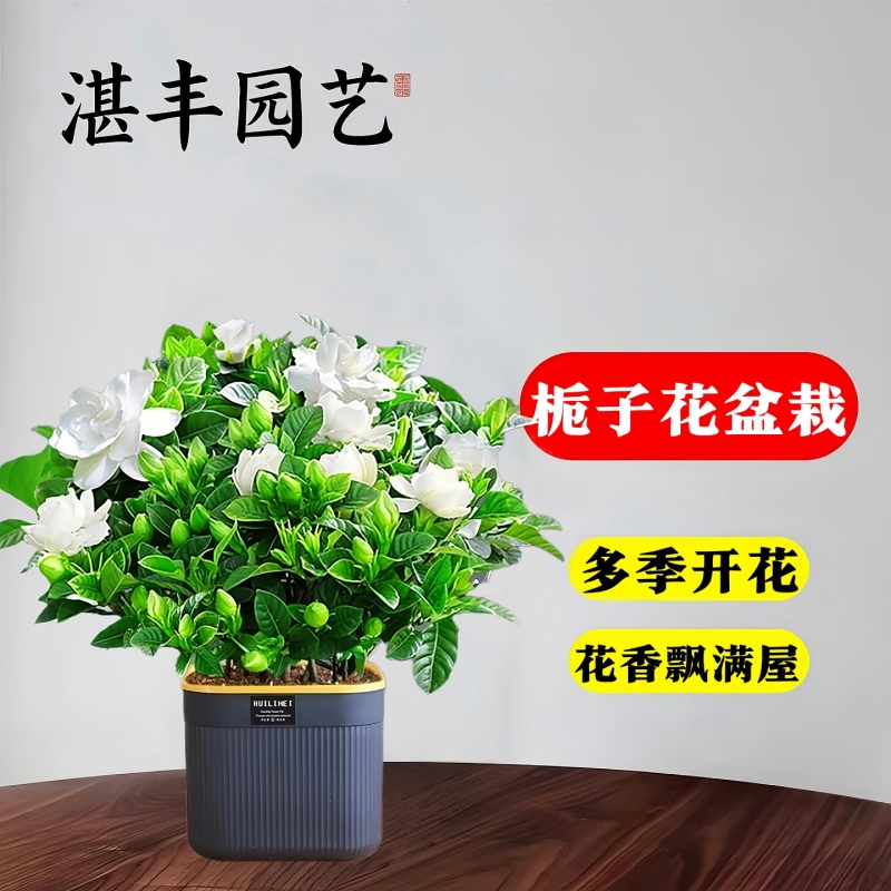 栀子花盆栽懒人花卉室内水培绿植