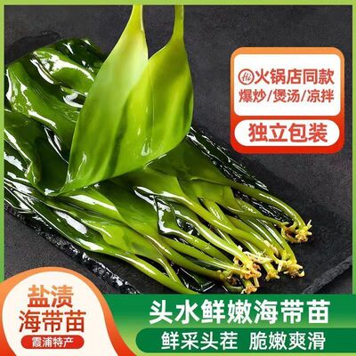 霞浦特产海带苗嫩鲜裙带菜非干货即食小海带盐渍嫩苗火锅食材500g