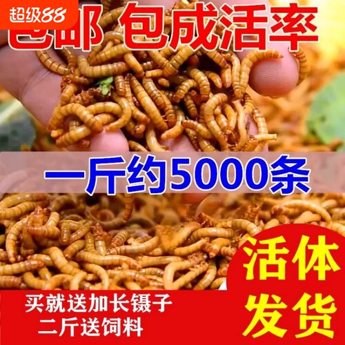 面包虫活体黄粉虫活虫鹦鹉鱼金龙鱼蛙饲料包邮一斤蜥蜴麦麸养殖