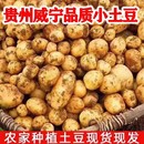 贵州农家自种黄心小土豆本地洋芋高山土豆新鲜现挖马铃薯