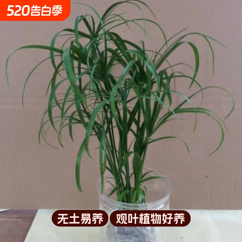 水培植物水竹盆栽旱伞草风车草水生鱼缸养挺水植物庭院棕竹