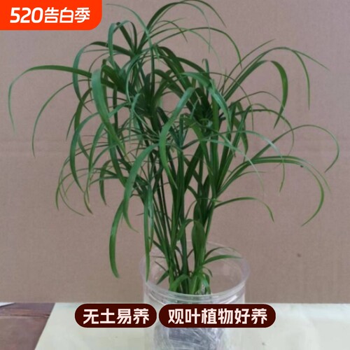 水培植物水竹盆栽旱伞草风车草水生鱼缸养挺水植物庭院棕竹