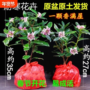 金边瑞香盆栽带花苞耐寒花卉冬季开花四季常青植物瑞香花苗年宵花