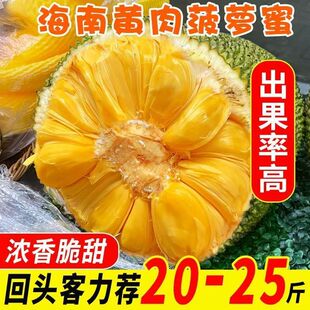 海南黄肉菠萝蜜一整个新鲜水果波罗密干苞包邮红热带大果果肉现摘