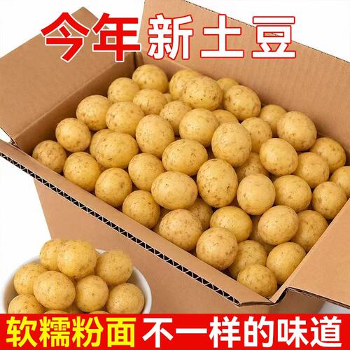 恩施小土豆富硒土豆现挖