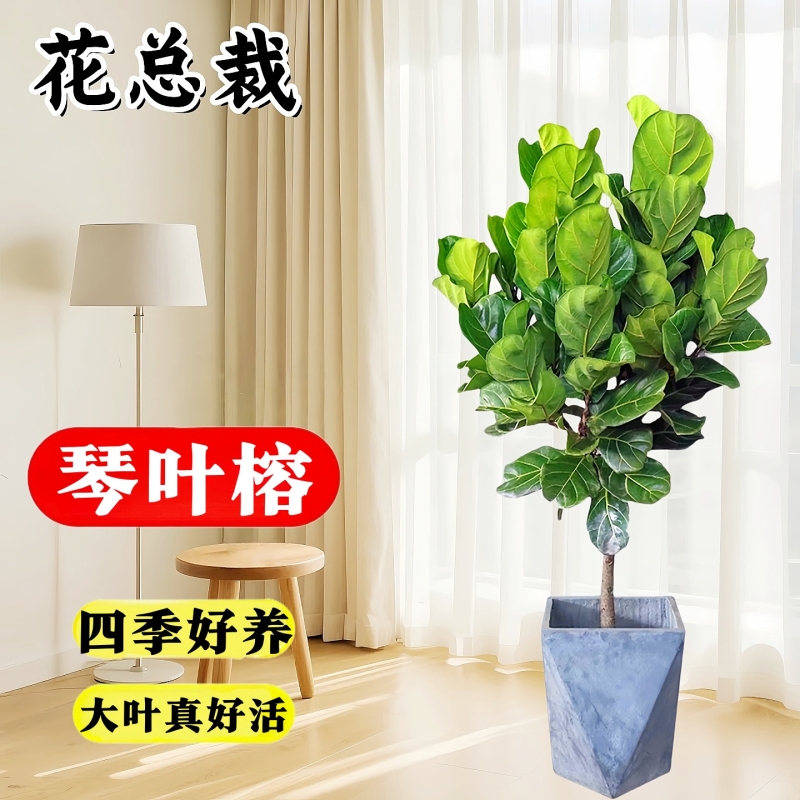 大型不含盆旺宅四季好养活高级感