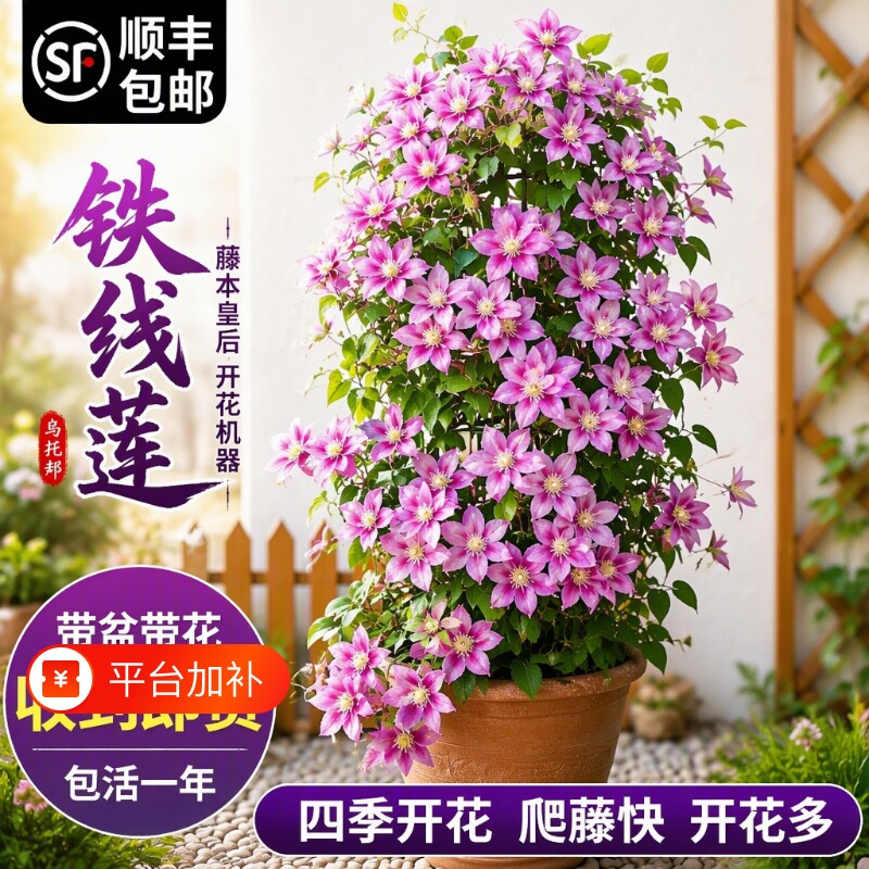 乌托邦铁线莲大苗爬藤植物绿植花卉盆栽银币四季开花带花阳台客厅