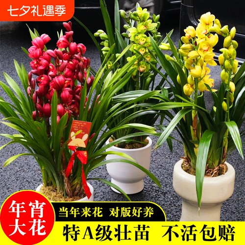 名贵大花蕙兰花苗高档墨兰室内客厅好养浓香盆栽花卉绿植带花香水