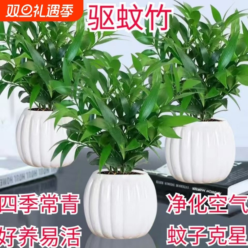 驱蚊竹盆栽室内水培植物办公室四季常青净化空气客厅摆放桌面绿植