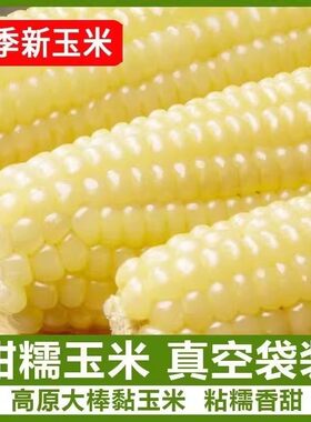 东北白糯玉米甜糯粘玉米棒真空包装黏玉米新鲜粗粮代餐非即食玉米
