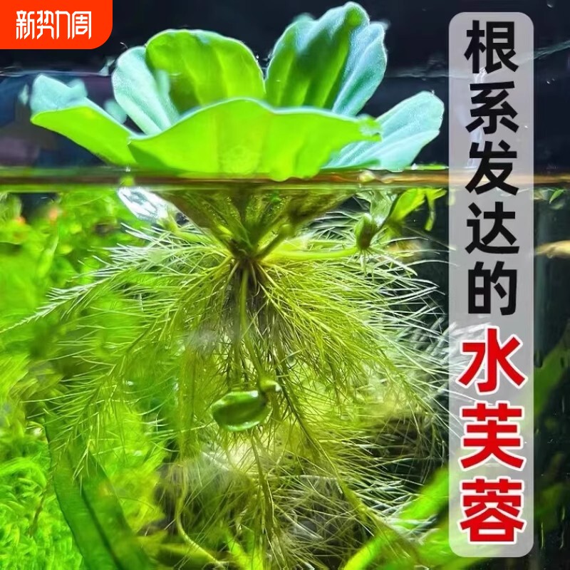 水芙蓉增氧水草古法缸水生浮萍植物水质养鱼鱼缸绿植养龟造景水培