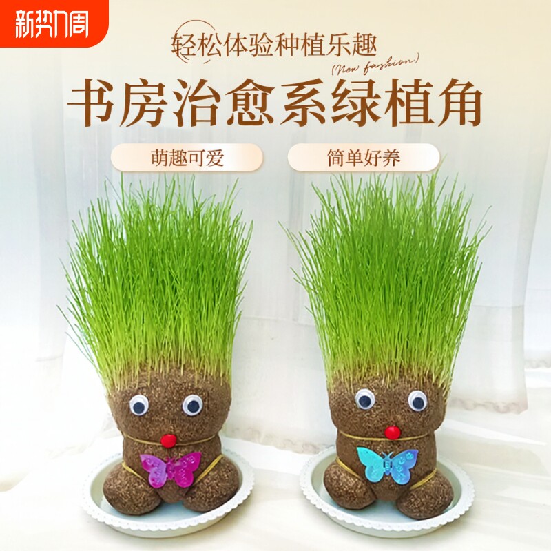 趣味长草娃娃小盆栽草头娃娃猫草桌面水培绿植好养儿童观察小植物
