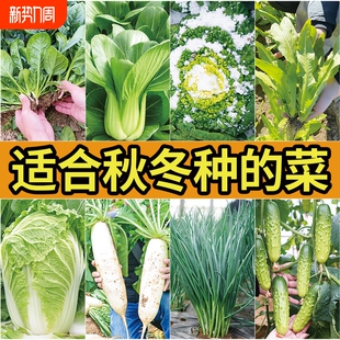 蔬菜孑丝瓜萝卜草莓菜苔 菜种春季 白菜种子四季 青菜种籽大全秋冬季