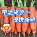 鲜胡萝卜沙土地蔬菜水果红萝卜现挖农家自种新鲜健康营养蔬菜