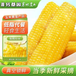 东北拉丝粘糯玉米甜玉米非转基因黄糯玉米软嫩香甜饱腹代餐真空装