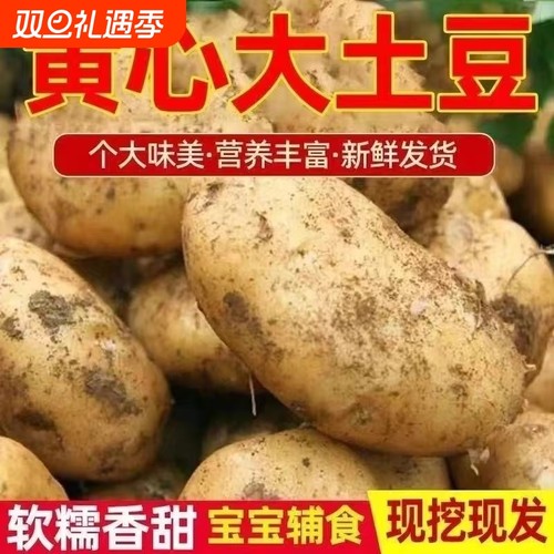 正宗黄心黄皮土豆新鲜自种现挖马铃薯当季蔬菜批发洋芋炸薯条片