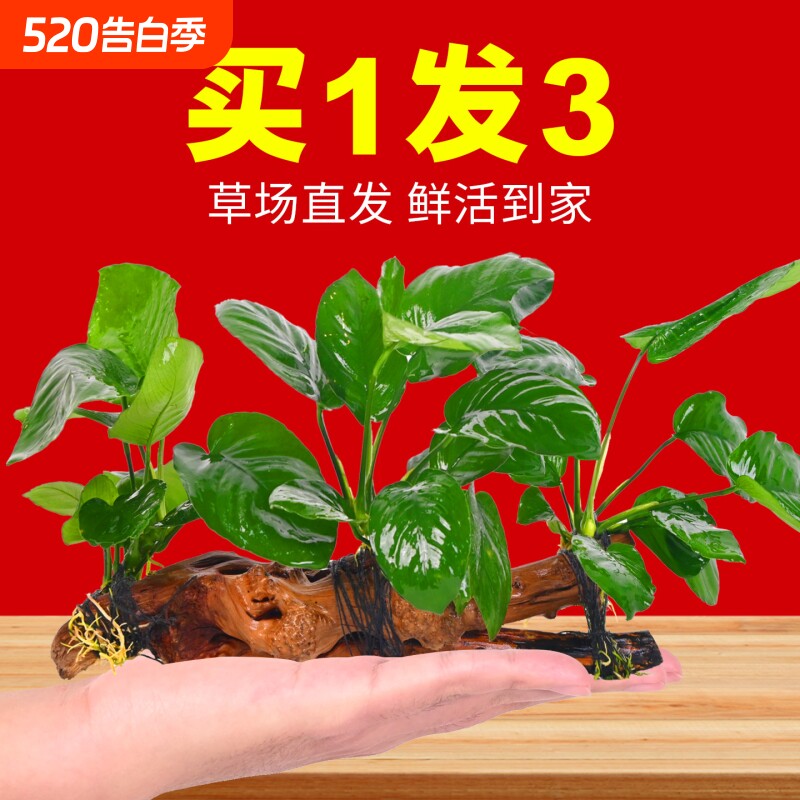 水榕沉木水草植物鱼缸造景装饰摆件阴性增氧水培屋大叶皇冠好养