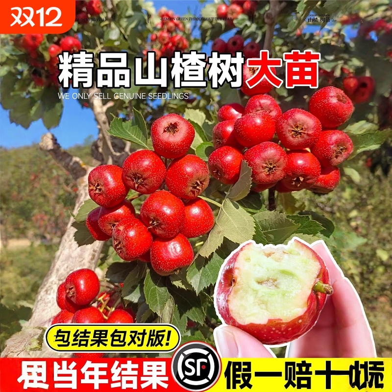 山楂树活苗老桩嫁接品种耐