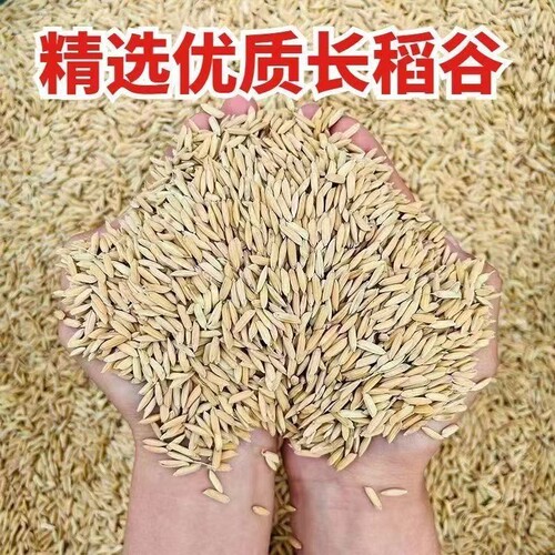 带壳稻谷谷子水稻圆稻子粮食杂粮大米喂鸡鸭鹅鸽子鸟仓鼠宠物饲料