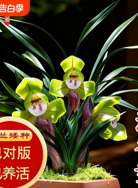 春兰冬带花苞名贵兰花苗矮种好养室内花卉绿植盆栽大富贵翠盖荷