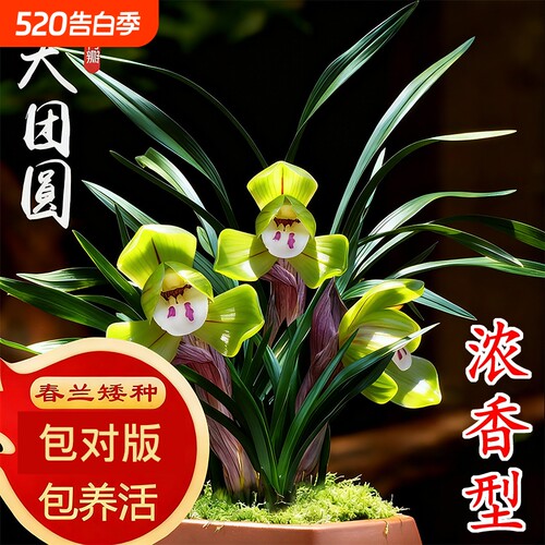 春兰冬带花苞名贵兰花苗矮种好养室内花卉绿植盆栽大富贵翠盖荷