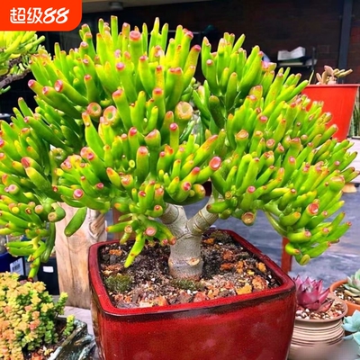 吸财树老桩多肉植物带盆栽好多肉室内喜阳植物四季好养绿植旺宅