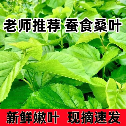 新鲜桑叶500克顺丰当天发