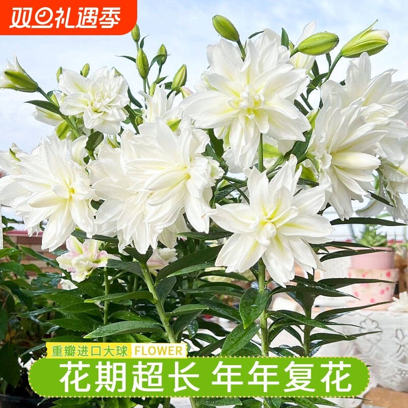 重瓣香水百合花种球四季开花好养易活盆栽花卉绿植室内花种子花期