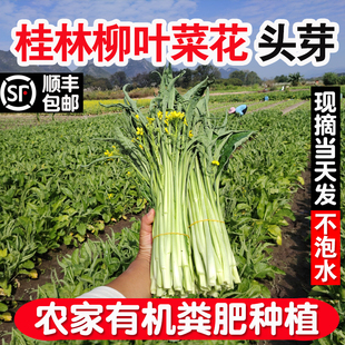 柳叶菜花菜苔广西桂林白菜心新鲜当季农家今年霜打蔬菜淘菜菜生鲜