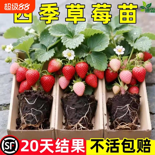 草莓苗秧盆栽四季丹东红颜奶油牛奶大棚种植裸根脱毒秧苗南方批发