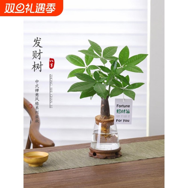 发财树盆栽客厅室内桌面水土培绿植物绿萝净化空气盆景水培办公桌