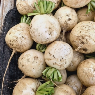 重庆高山团萝卜高山蔬菜新鲜蔬菜当季时令蔬菜脆甜圆白萝卜