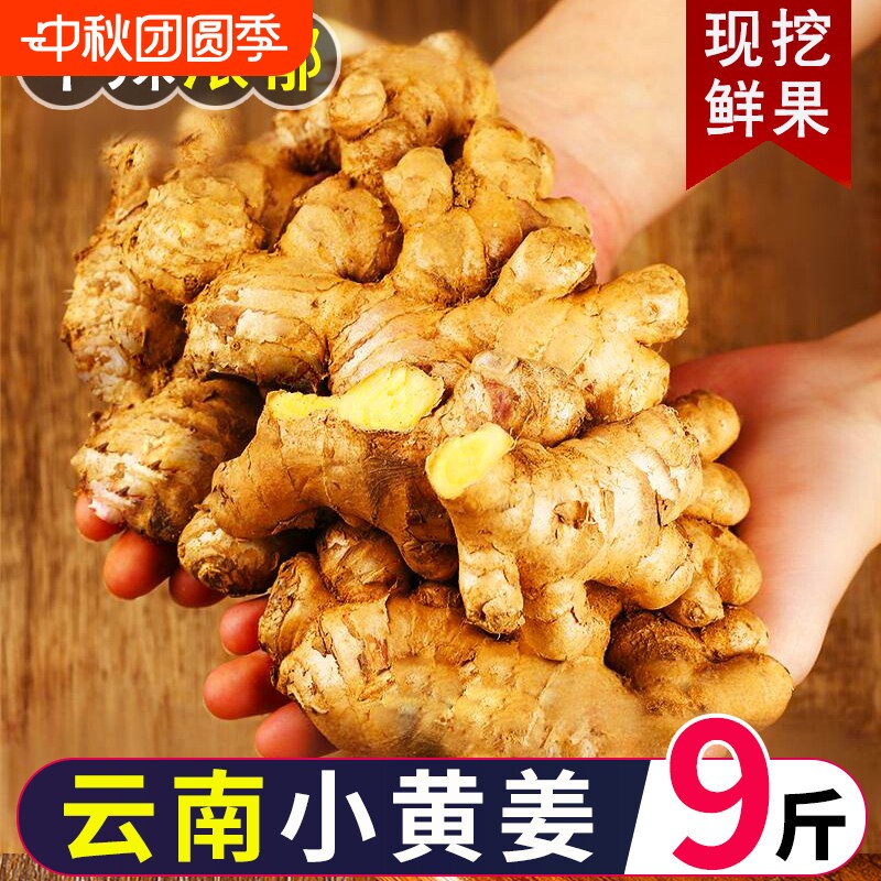 2026新云南小黄姜新鲜生姜老姜现挖高山沙姜土姜种子生姜煮菜泡姜图片