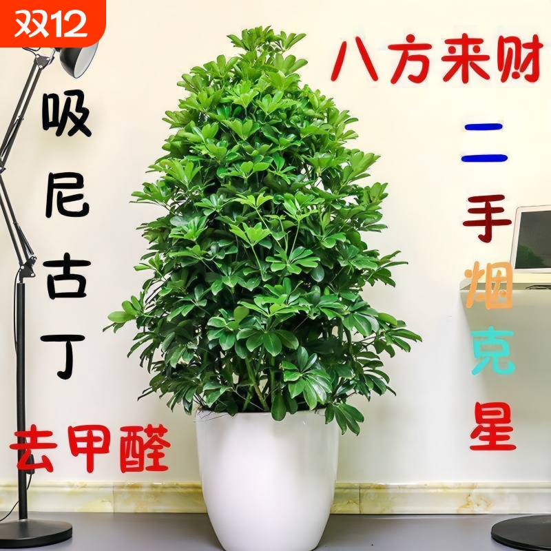 大型室内客厅盆栽花卉八方来财鸭脚木绿植七叶莲发财树鸭掌木招财