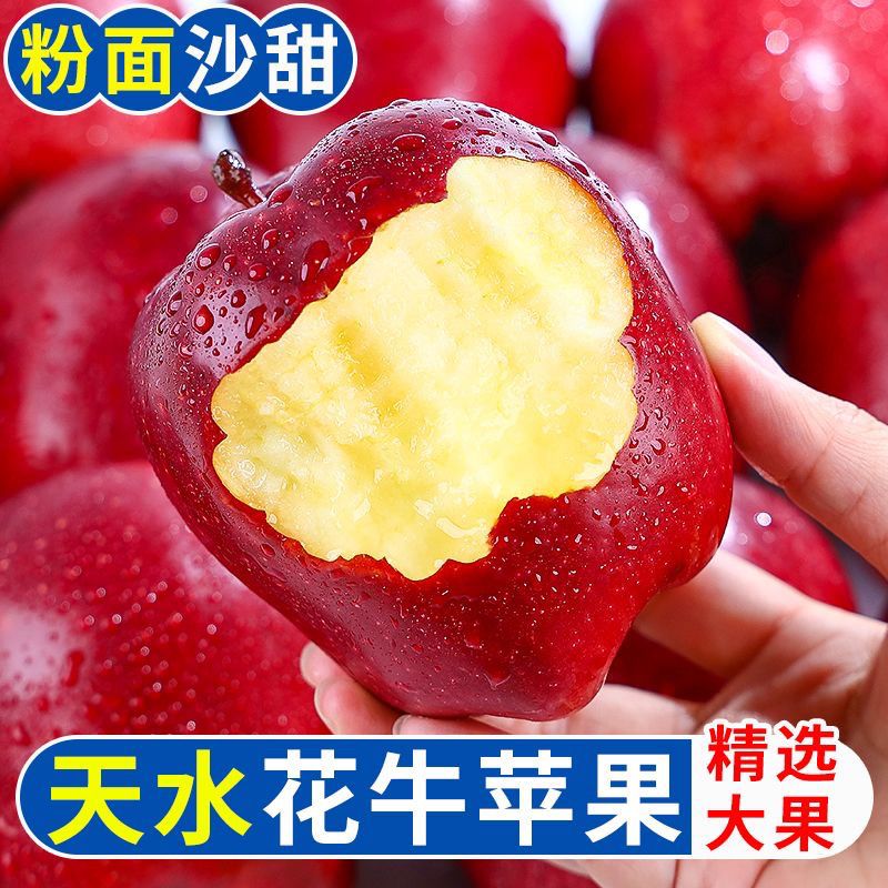 正宗甘肃天水花牛苹果蛇红果小孩老人可食粉面脆沙甜苹果新鲜水果