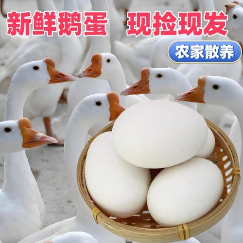 农家散养大鹅蛋新鲜正宗土鹅蛋现捡现发正宗放养孕妇宝宝