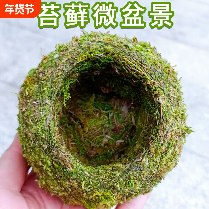 苔藓球植物创意花盆 蝴蝶兰石斛种植微景观青苔盆栽趣味家居保湿