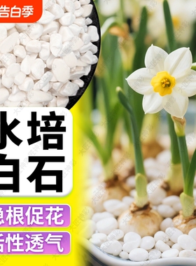【水培石】白色石子多肉铺面石鹅卵石雨花石鱼缸造景盆栽养花专用