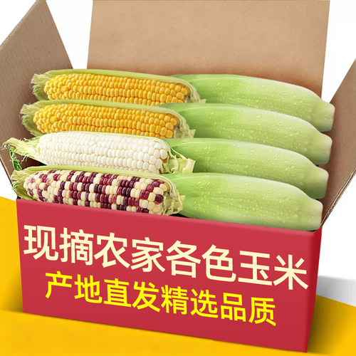 广东现摘大纯新鲜玉米