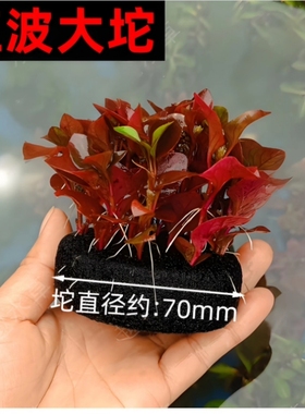 水草定植坨沉底鱼缸造景装饰植物增氧净化水质大坨基坨草红色水草