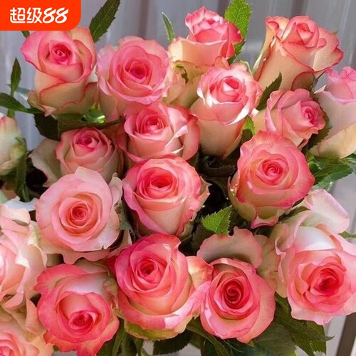 正宗玫瑰花苗四季开花特大浓香型月季老桩阳台庭院室内外种植耐寒